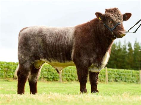 He is one of the most powerful and stoutest bulls on the market that can move as smooth as a. . Smooth moves shorthorn bull